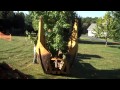 Tree Transplanting