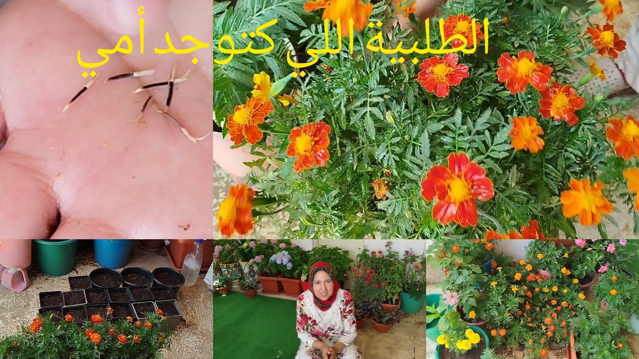 زهرة القطيفة أو الغنباز معلومات عليها طريقة الزراعة والعناية بها مع أمي إيطو