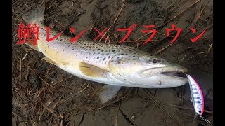 【渓流トラウト】鱒レンでブラウン40UP!
