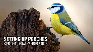 Bird Photography from a HIDE  Ep. 2: Creating perches for birds