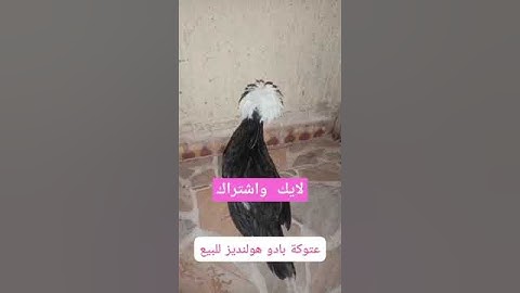 سورة يوسف تلاوة ماشاء الله تبارك الرحمان تابع وانشر تؤجر