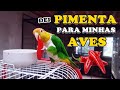 ELES COMERAM PIMENTA | AVES | - UDP