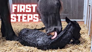 How Does A Mare Ensure That Her Foal Stands Up? Friesian Horses