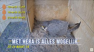 240324 Slechtvalken Oudenaarde 16 - Met hera is alles mogelijk