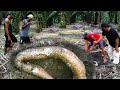 MERINDING SAAT BONGKAR MAKAM KUBURAN SOSOK ULAR KING COBRA RAKSASA | ULAR | KING COBRA