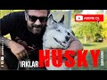 Köpek Irkları - Husky