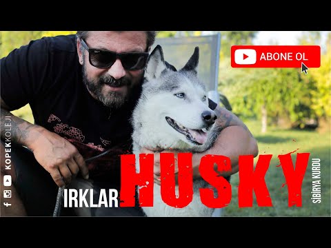 Video: İç Çamaşırı, Doğum Kontrolü ve Rektum Kremi: Köpeğiniz Ne Yapar?