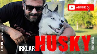 Köpek Irkları - Husky