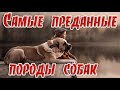 ➤ Самые преданные породы собак  ➤ Преданность собаки ➤ Топ самых преданных: животных