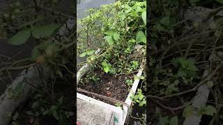 Rooftop vegetables #food #farming