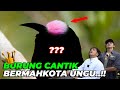 BARU DIKASIH JANTAN LANGSUNG DISOSOR BETINA..!! BURUNG CANTIK BERMAHKOTA UNGU KEBELET KAWIN..!