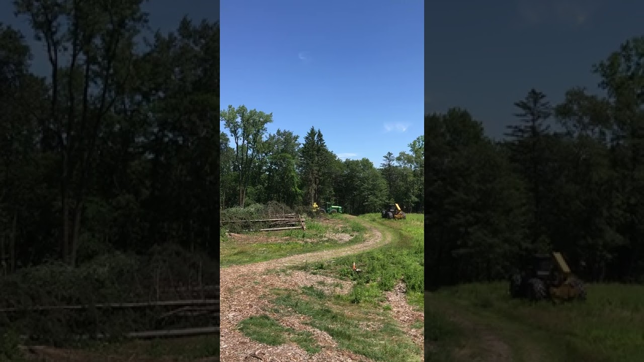 Feller Buncher John Deere 843K forestry & land clearing