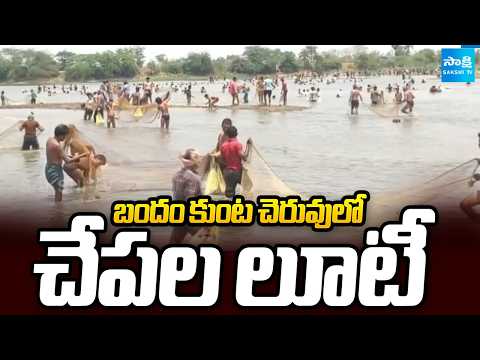 బందం కుంట చెరువులో చేపల లూటీ | Villages Attack On Bandam Kunta Lake | Owner Fires On Villagers - SAKSHITV