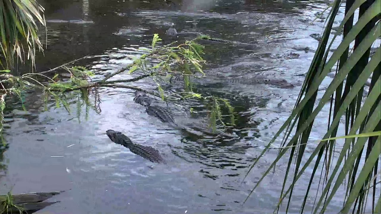 video phone beyonce mp3 Alligator Swamp and Spoonbills Cam 09-07-2018 08:51:23 - 09:39:28