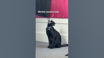 Amazing Cat Performs Magic Trick! #Cats #Tricks