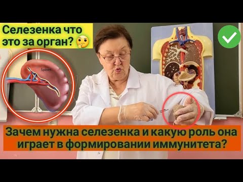 Селезенка - Анатомия. 👍💪 Функции, Спленэктомия, . 🧠