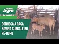 Conheça a raça bovina Curraleiro Pé-Duro que é predominante no Piauí por ter resistência a seca