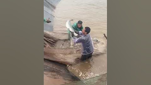 🔴 Trực tiếp lên Cá Trắm Đen & Cá Chép cho hồ câu cá chợ giao toàn Miền Bắc #harvesting #ThủySảnWork