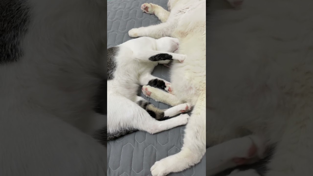 Cute Kitten having a nightmare