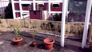 Rooftop Trees on Niribili House - 6 Aug 2015