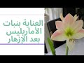 العناية بنبات الأماريليس بعد فترة الإزهار 