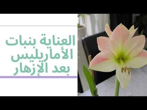 فيديو: كيفية تحقيق الإزهار السنوي للأمارلس