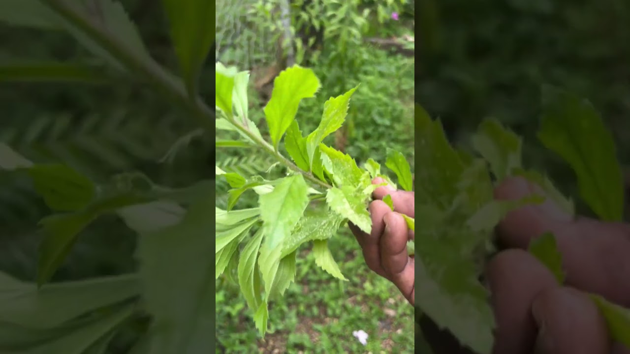 ￼ Ancient bush, medicine, recipes