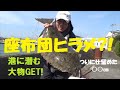 座布団ヒラメ?!ついに仕留めた？○○㎝！港に潜む大物GET!