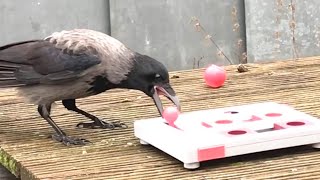 Young Wild Crow Opens Slider Puzzle
