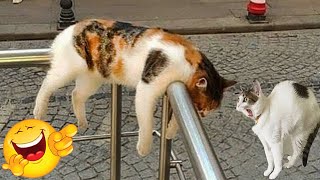 Funniest Animals Complication🥰 New Funny Cat Videos😸😸 #33