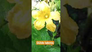 Manuş Baba - Eteği Belinde