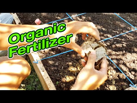 Video: Ang dumi ng baka ay itinuturing na organic?