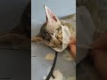 Pakai masker gini loh kucing kecil