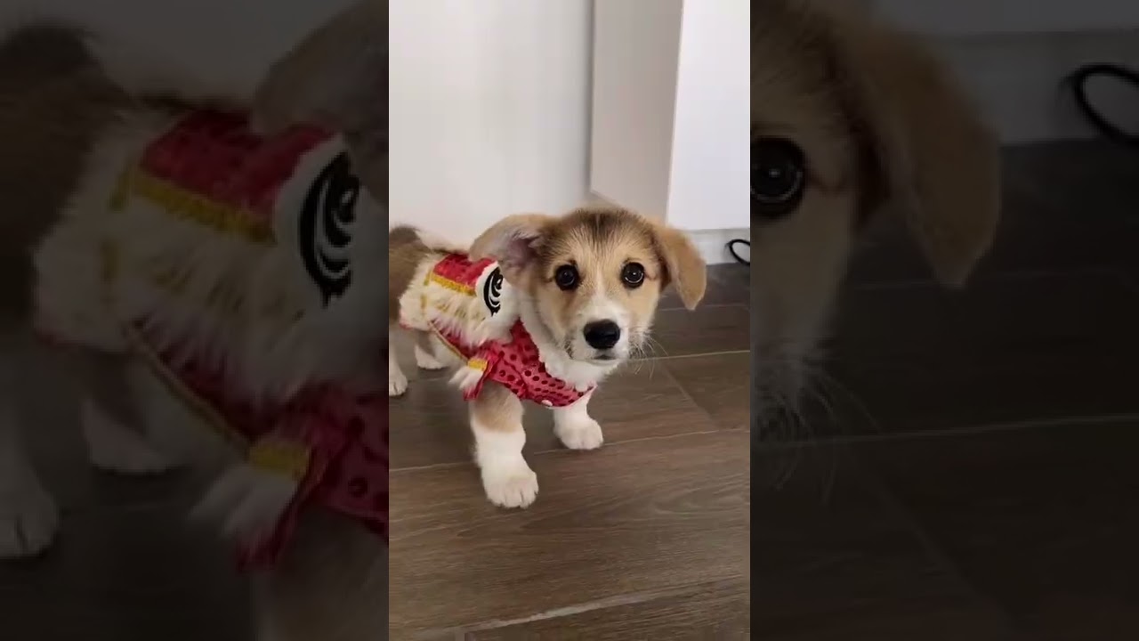 Lunar New Year (Corgi Edition) | Tofu the Corgi | 