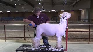 Shawn Ramsey - Managing 4H Sheep & Goat Projects - Shearing the Body of a Southdown