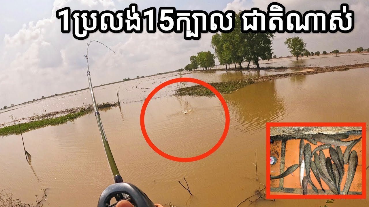 1ព្រឹក បបក់1ប្រលង់ 15ក្បាល! #fishing #fishingincambodia2024 #បបក់ត្រី2024 #fishingtrip2024