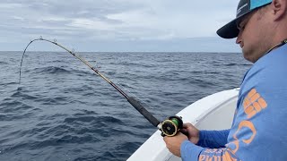 AMBERJACK ON LIGHT TACKLE = ZERO FUN {Catch, Clean}