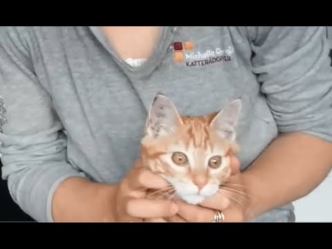 Video: Er Din Kat Sikker Mod Almindelige Giftstoffer?