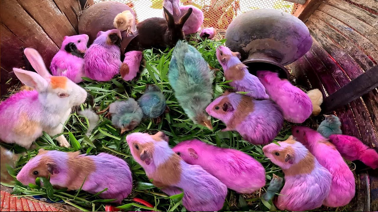 Millions of Cute little animals, colorful chicks, Rabbit, Smart chicks ...