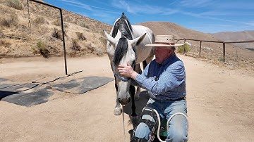 How to Teach a Bridle Horse to Take the Bit