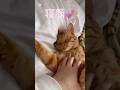 ねぼすけ猫！リツ#かわいい猫 #cat #茶トラ#寝起き