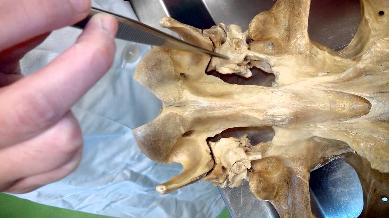 Esqueleto del cráneo del caballo. Anatomía veterinaria. León