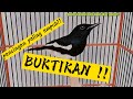 Suara Kacer Betina Dan Jantan Cocok Banget Buat Masteran Mp3 - Mp4 Download