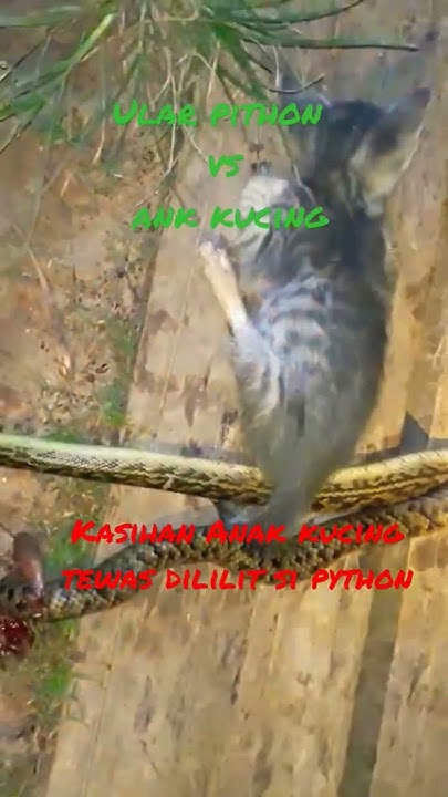 ngeri!! ular python vs ank kucing/ank kucing tewas dililit si python # ...