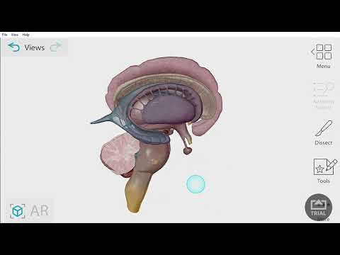 Video: Sistem Endo-lisosomal Dari Sel Endotel Otak 3 Dan HCMEC / D3