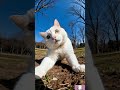 cute little cat 可爱的小猫 #cat #kitten #cute