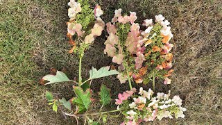 2025 Update & Dead Head For Oakleaf Hydrangea "Ruby Slippers" August 6