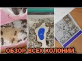 Обзор всех моих колоний.