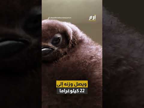 ضخم بوزن والديه البطريق بيستو معشوق الجماهير على وسائل التواصل
