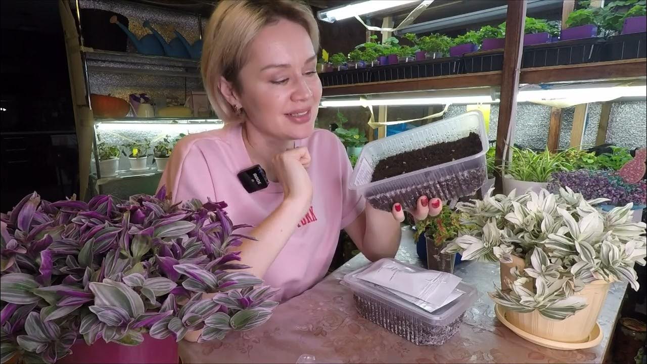 ДИХОНДРА - ЧТО ВАЖНО ЗНАТЬ ПРИ ПОСЕВЕ СЕМЯН ДИХОНДРЫ - YouTube